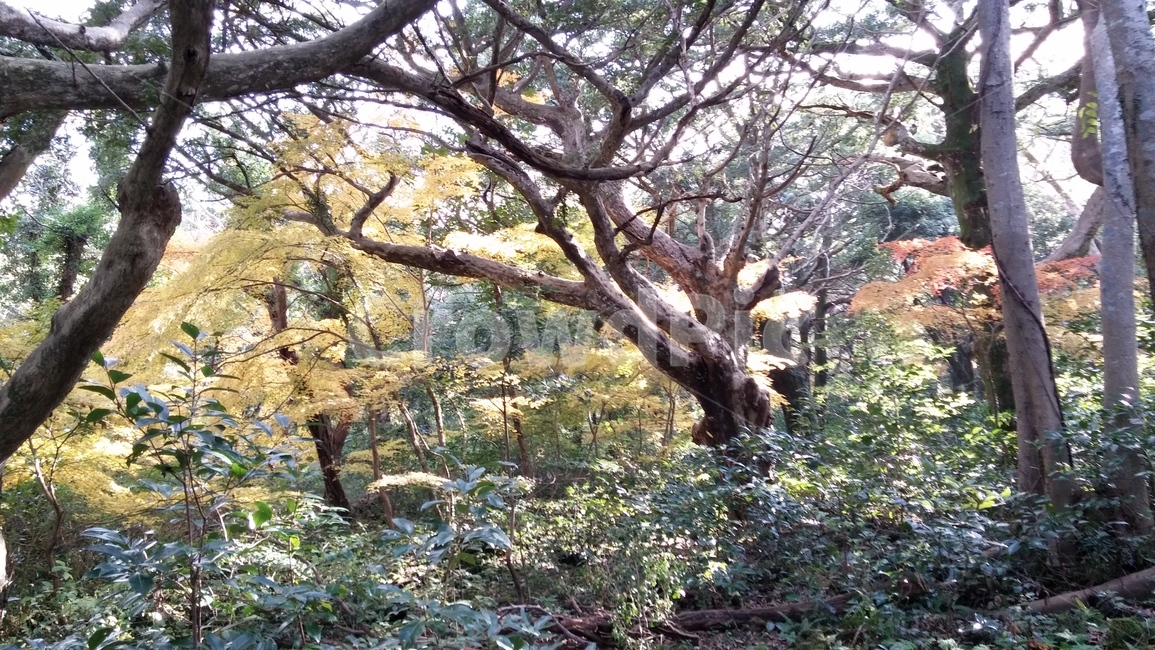 숲길,화산송이,제주,단풍,나무,비자림,제주비자림