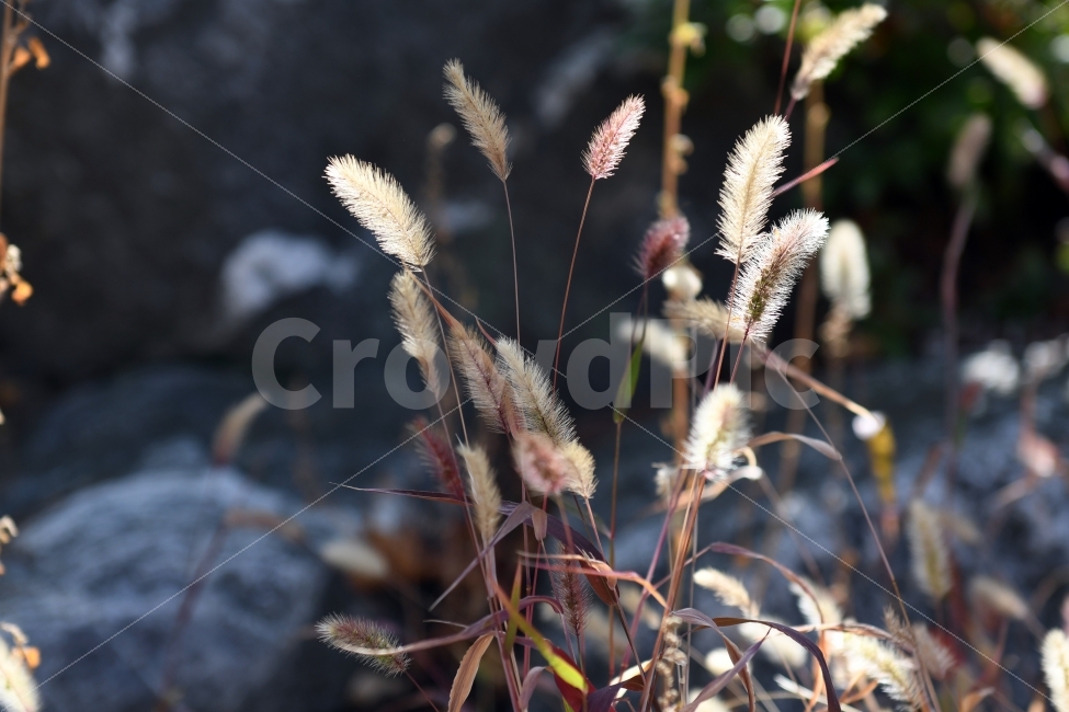 강아지풀,가을,단풍,식물,풀,추억,아련,식물,자연,plants,nature,감성,sensible,feeling