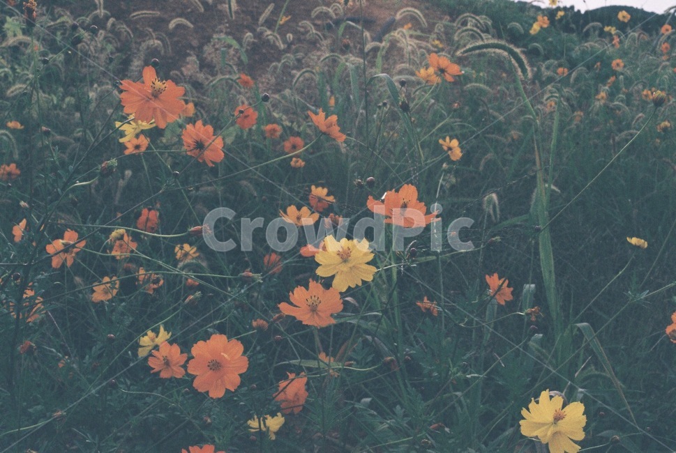 들꽃,강아지풀,오후,필름사진,가을,식물,자연,plants,nature,꽃,flower
