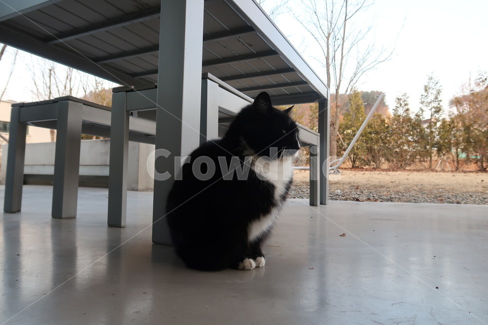 길고양이,cat,턱시도고양이,길냥이,검은고양이,동물,animal,포유류,mammal,고양이,cat,kitten,kitty