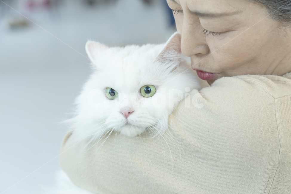 고양이,고양이눈동자,시니어,입맞춤,하얀털,동물,animal,포유류,mammal,고양이,cat,kitten,kitty,사람,인물,인간,human,person,여성,여자,woman,female,lady,노인,어르신,old man, senior citizen