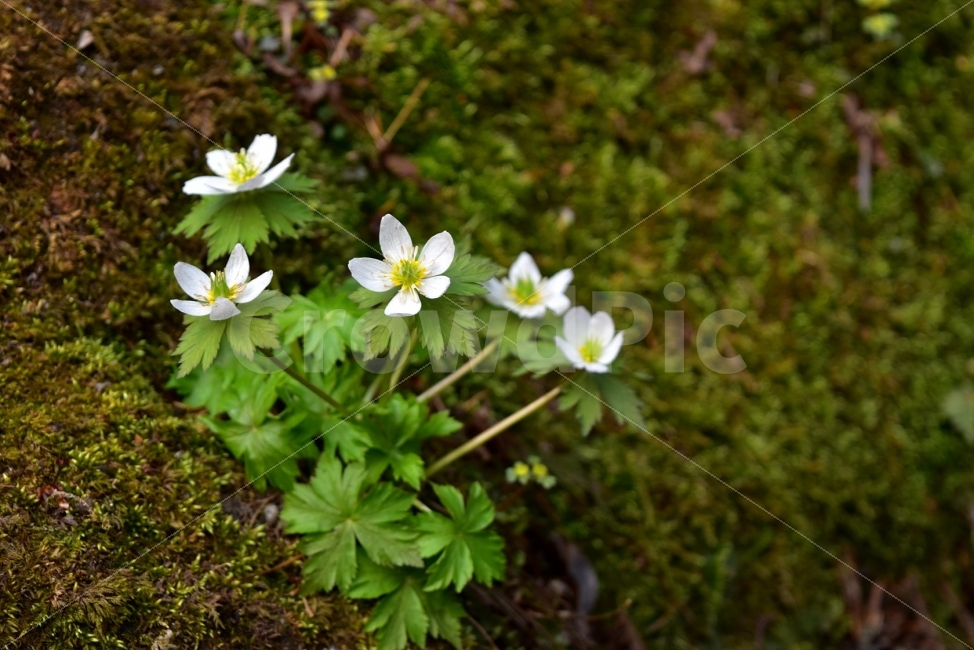 모데미풀,봄,야생화,꽃,청태산,강원도,봄꽃,고산야생화,감성,wildflower,산꽃,봄야생화,계곡,꽃말,슬픈추억,아쉬움,MegaleranthissaniculifoliaOhwi,금매화아재비,운봉금매화,식물,자연,식생,생태,식물,자연,plants,nature,꽃,flower