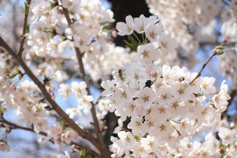 꿀벌,꽃나무,벚꽃나무,봄,봄꽃,봄,계절,spring,season,식물,자연,plants,nature,꽃,flower,plant,blossom