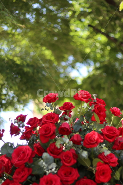 빨강,장미,꽃,풍경,5월,초록,잎,식물,자연,plants,nature,꽃,flower