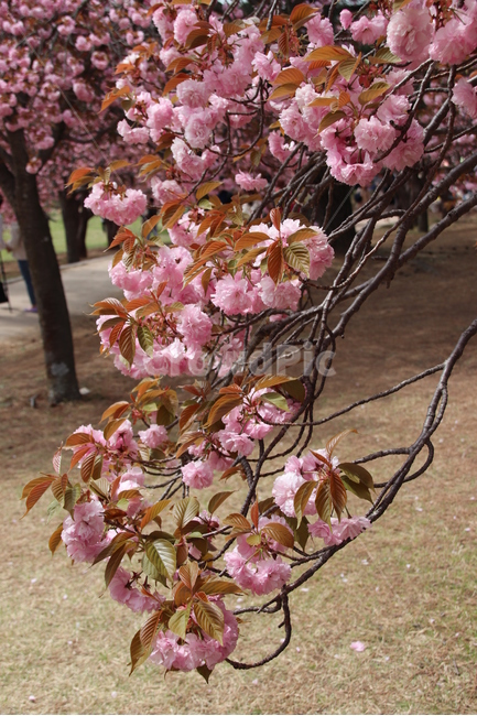 왕벚꽃,겹벚꽃,벚꽃,꽃,자연,봄,계절,spring,season,식물,자연,plants,nature,꽃,flower,plant,cherry blossom,blossom