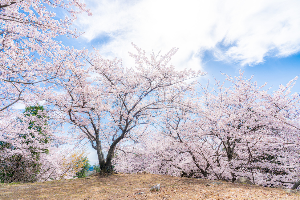 cherryblossom,cherry,background,season,pink,natural,nature,blossom,plant,beautiful,flower,spring,tree,bloom,fullbloom,벚꽃,버찌,벚나무,배경,벚꽃시즌,분홍,핑크,자연,식물,아름다움,꽃,봄,나무,만개,clear,fine,sky,skybackground,soft,청명한,하늘,하늘배경,봄,계절,spring,season