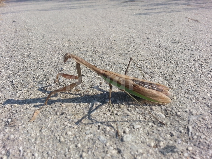 사마귀,곤충,벌레,insect,동물,animal,자연,nature,동작,포즈,자세,그림자,멋진,멋있는,멋있다,당랑권,포식자,사냥꾼,사냥,hunter,헌터,스냅,스냅사진,스넵사진,스넵,snap,접사,마크로,macro,클로즈업,closeup,동물,animal,곤충,벌레,insect,bug