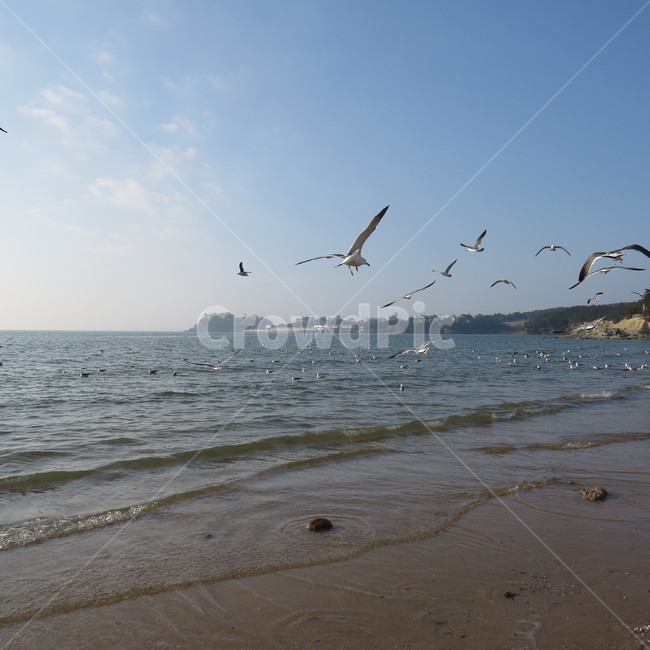 바다,격포,해수욕장,바닷가,해안,갈매기,풍경,기분좋은,파란,해변,해변가,동물,animal,조류,새,birds