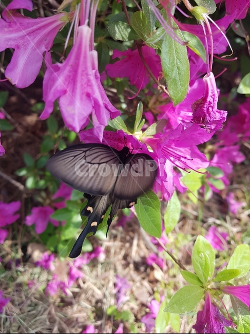 plant,식물,나비,분홍,핑크,꽃,꽃과나비