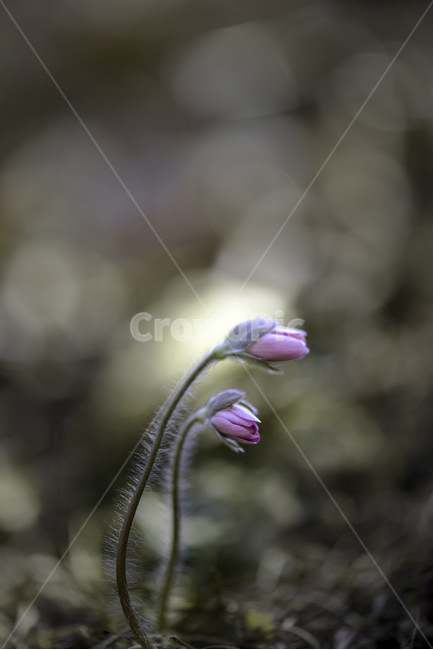 꽃,flower,노루귀꽃,봄꽃,식물,plant,blossom,식물,자연,plants,nature,꽃,flower
