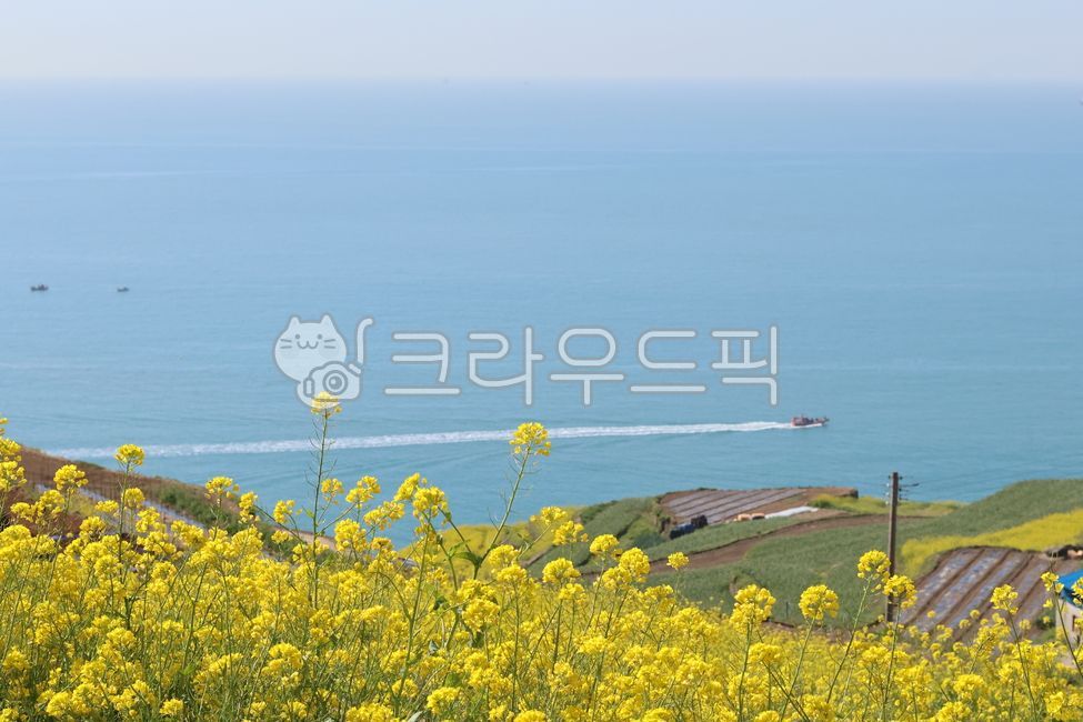 자연,유채꽃,유채,유채꽃밭,남해,다랭이마을,경남,경상남도,봄꽃,봄,꽃길,꽃밭,path,길,자갈,road,nature,바다마을,해안가