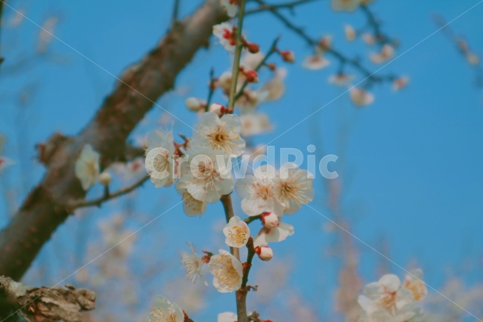 매화,봄,꽃,하얀꽃,매실나무,봄,계절,spring,season,식물,자연,plants,nature,꽃,flower,plant