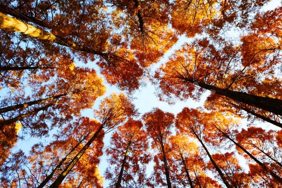 메타세콰이어,가을,단풍,나무,하늘,가을,계절,fall,autumn,season,자연,풍경,nature,landscape,식물,plants,나무,trees,wood,plant,leaf,잎,tree,maple