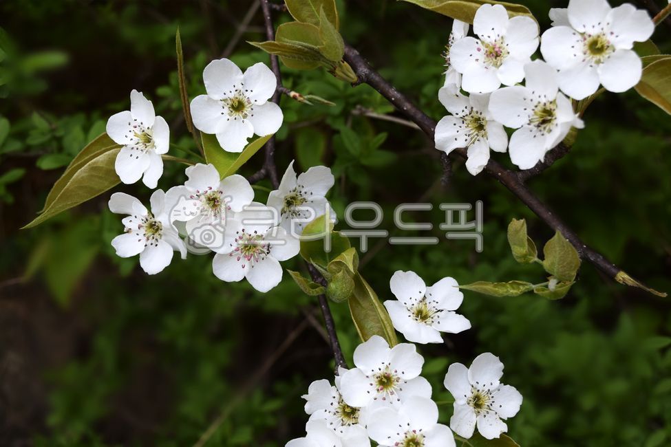 봄, 자연, 꽃, 배꽃, spring, 사진,이미지,일러스트,캘리그라피 - Nsoz0705작가