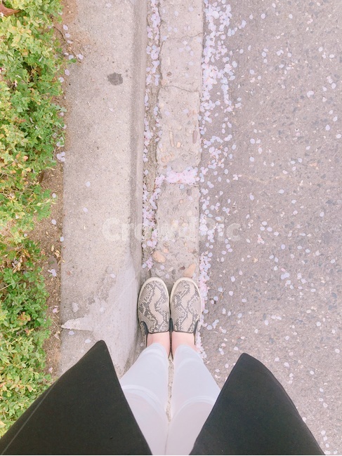 봄,벚꽃길,벚꽃,spring,cherryblossoms,streetofcherryblossoms,신발샷,shoes,봄,계절,spring,season