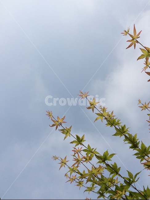 단풍나무,자연,leaf,잎,plant,식물