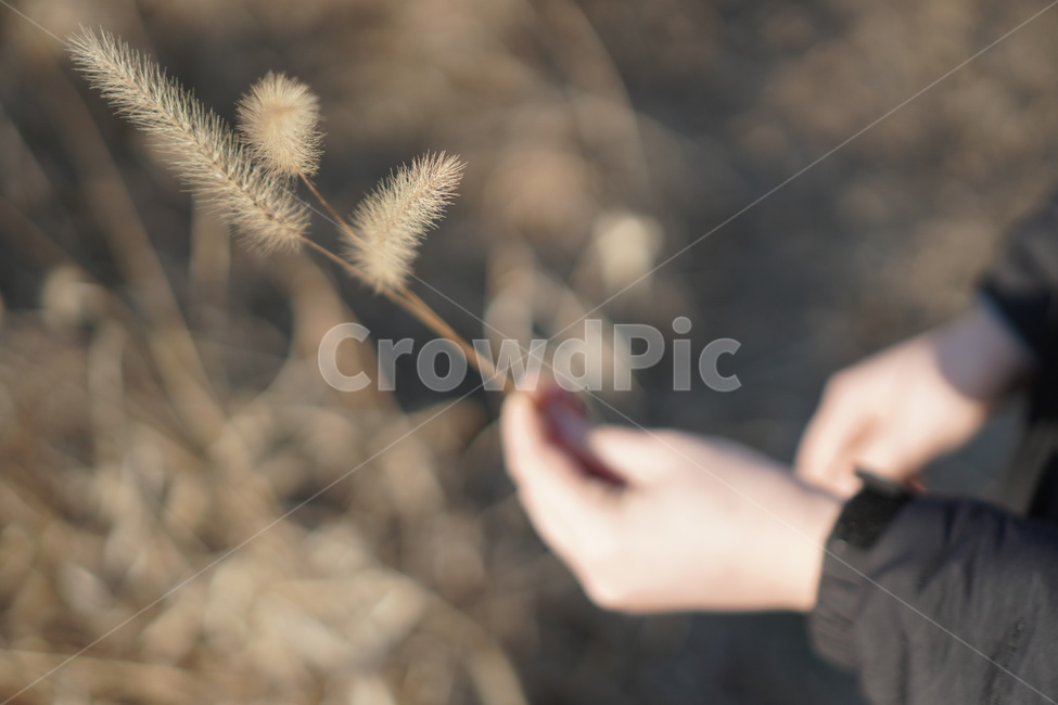 plant,식물,강아지풀,겨울,가을,풀,손,겨울감성,가을감성,가을,계절,fall,autumn,season