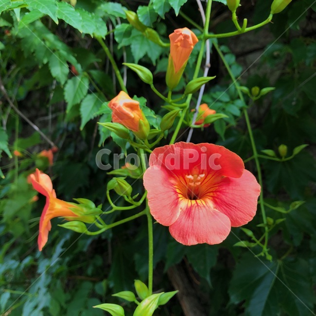 자연,꽃,능소화,여름꽃,식물,식물,자연,plants,nature,꽃,flower