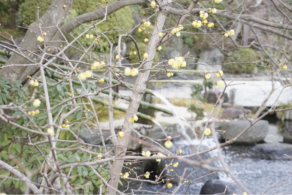 일본,japan,도쿄,자연,꽃,봄,식물,nature,flower,spring,plant,식물,자연,plants,nature,꽃,flower