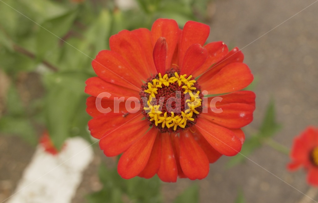 식물,양귀비,울산태화강,plant,꽃,꽃,flower
