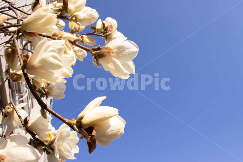 beauty,in full bloom,flora,bluesky,branch,spring flowers,spring,whitemagnolia,magnolia,beautiful,bloom,white,season,mi,sky,floral,flowers,natural,tree,background,plant,white magnolia,blue sky,flowering,pure,magnolia flower,petal,elegant,pretty,blossom,spr