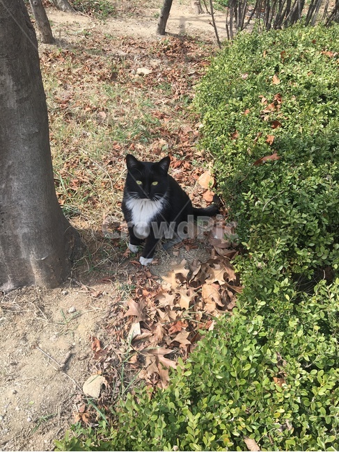 고양이,길냥이,턱시도냥이,검흰,빤히,동물,animal,포유류,mammal,고양이,cat,kitten,kitty