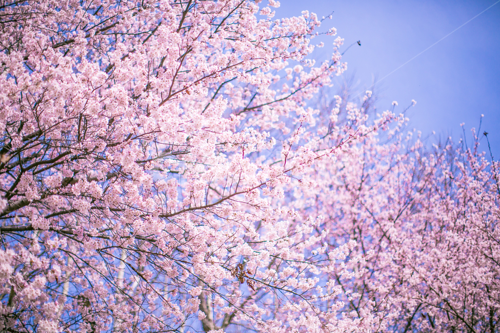 봄,벚꽃,꽃나무,꽃놀이,분홍색,봄풍경,cherryblossom,벚나무,벚꽃놀이,pink