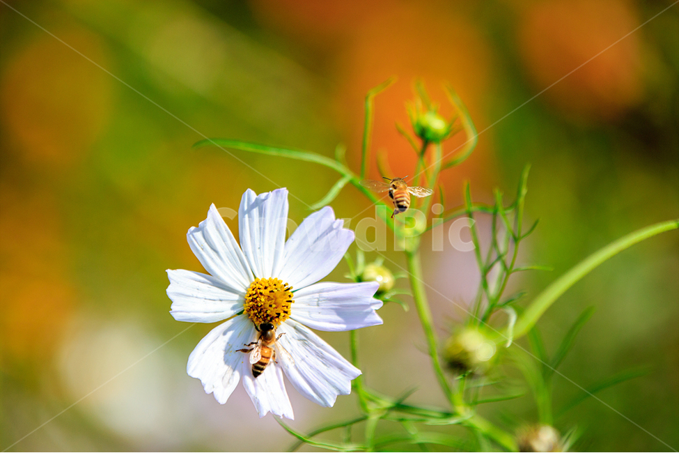 자연,코스모스,가을,공원,아름다움,가을,계절,fall,autumn,season,식물,자연,plants,nature,꽃,flower,plant