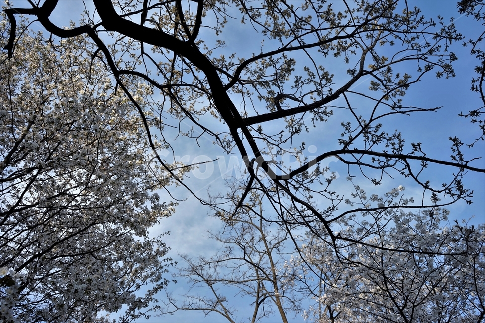 벚꽃,봄,벚나무,자연,하늘,꽃,cherrytree,blossom,spring,봄계절,감성,봄벚꽃,봄,계절,spring,season,자연,풍경,nature,landscape,tree,나무,plant,식물,tree trunk,나무 줄기