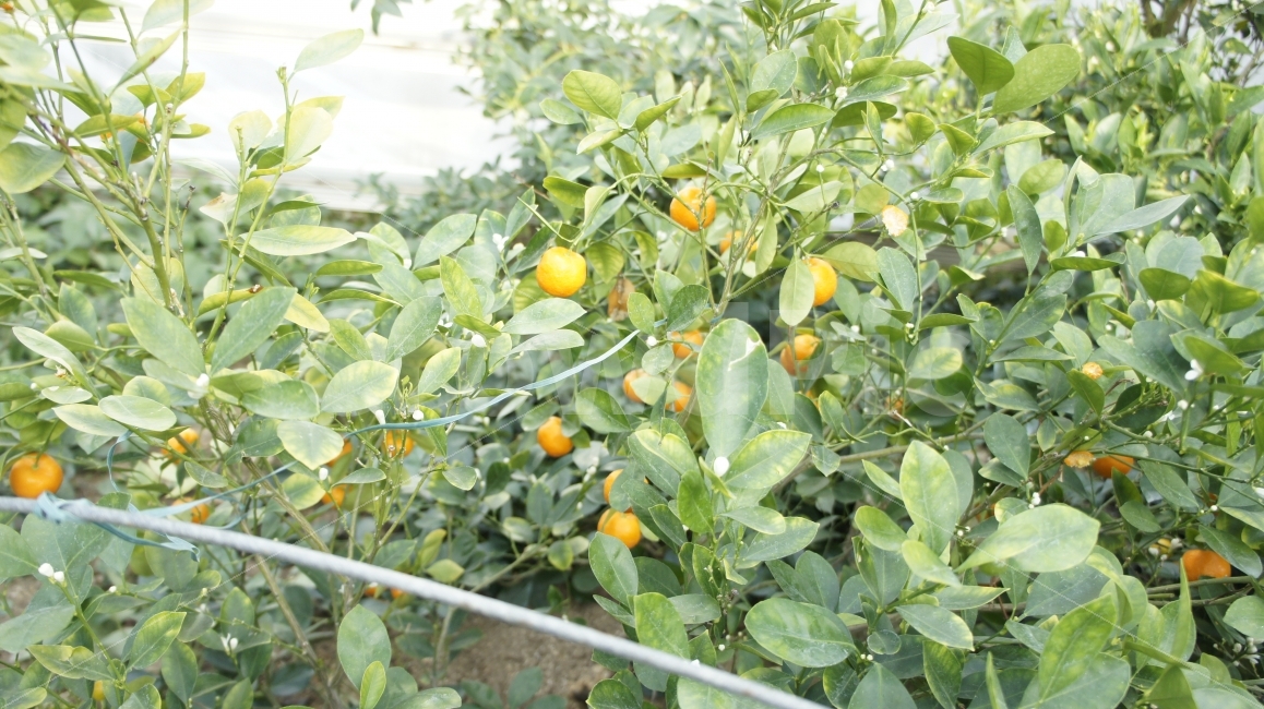 수목원,꽃,여행,안동,산책,식물,과일,귤,식물,자연,plants,nature