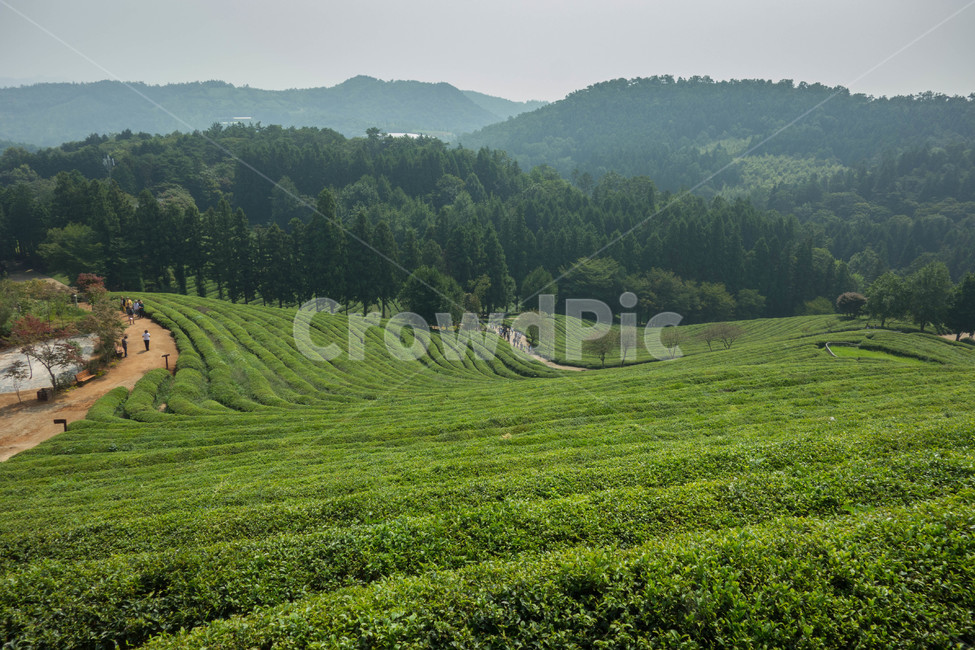 보성,녹차밭,다원,대한다원,초록,자연,풍경,nature,landscape,outdoors,옥외