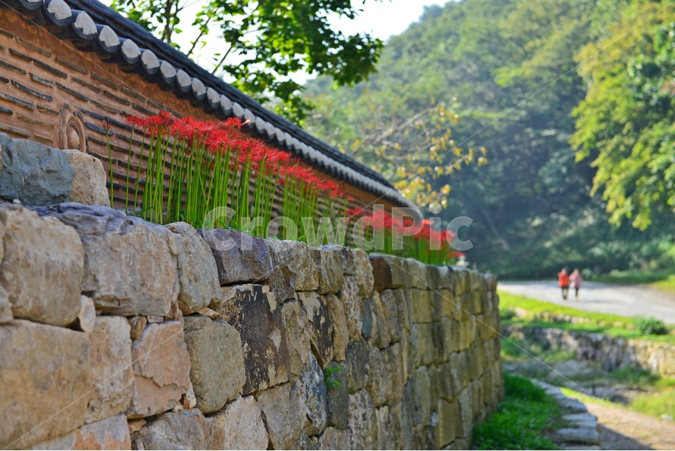 nature,자연,outdoors,옥외,plant,식물,tree,나무,경치,경관,풍경,영광,불갑사,꽃무릇,상사화축제,축제,아침,안경,빛,사찰,절