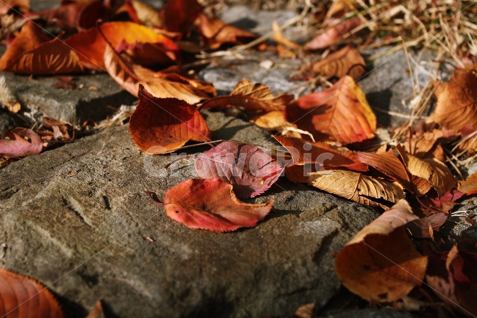 흐트러진,가을,가을길,단풍,단풍길,가을,계절,fall,autumn,season,leaf,잎,plant,식물