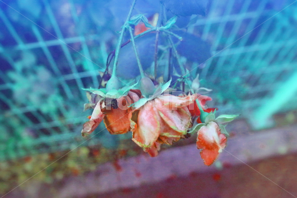 꽃,봄,장미,장미꽃,푸르스름,식물,자연,plants,nature,꽃,flower,색깔,색상,색채,색감,color sense,color sensitivity,feeling of color