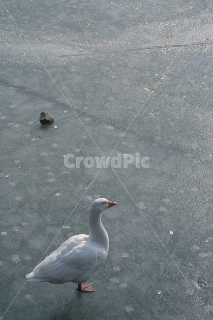 거위,빙판,얼음,호수,겨울,한파,새,동물,겨울,계절,winter,season,동물,animal,조류,새,birds