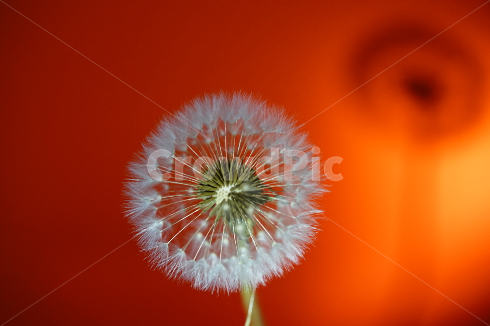 민들레씨앗,민들레씨,민들레,봄꽃,야생화,식물,자연,plants,nature,꽃,flower