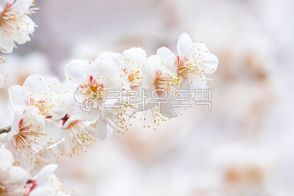 late winter,apricotflower,plum tree,branch,spring,spring flowers,bloom,white,season,plum,natural,tree,apricotflowers,plumtree,closeup,plant,latewinter,early spring,winter,flowering,petal,plum blossom,apricotblossom,blossom,springtime,nature,full bloom,flo