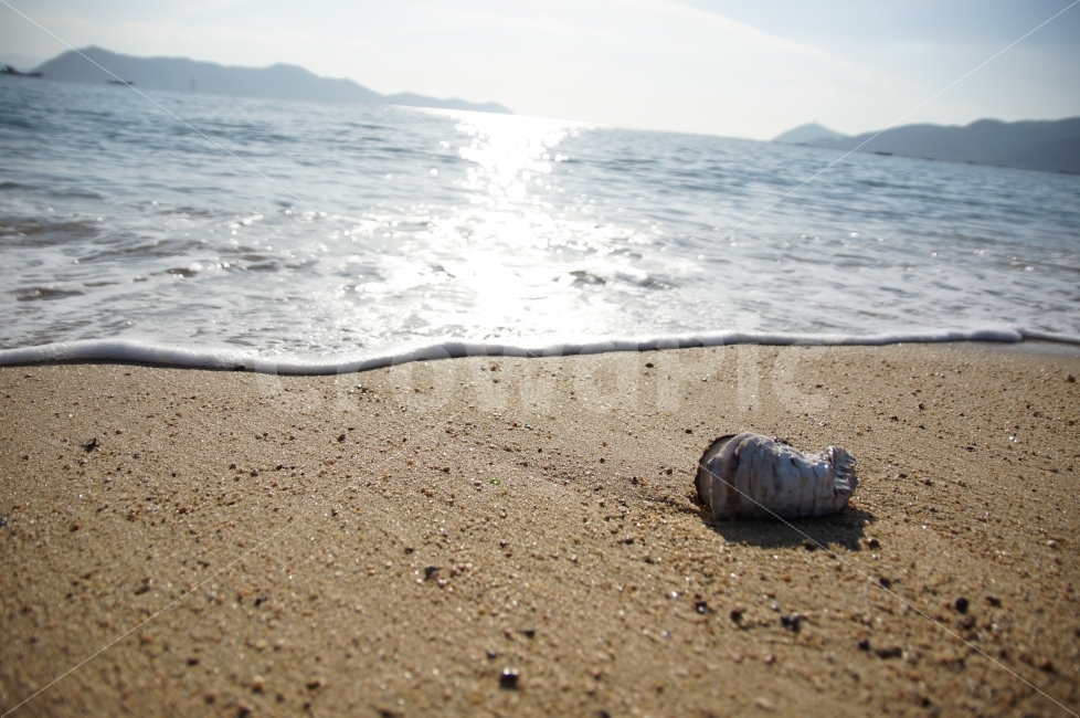 tide,ocean,seashell,waterfront,white sand beach