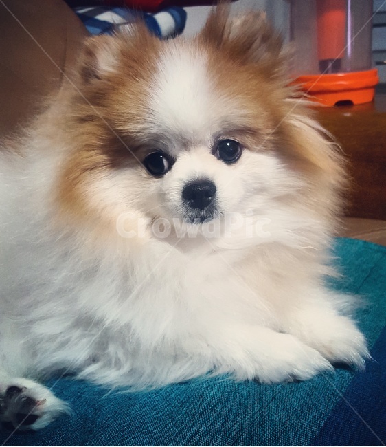 강아지,dog,포메라니안,동물,puppy,반려동물,애완견,애완동물,animal,동물,animal,포유류,mammal,개,강아지,dog,doggy