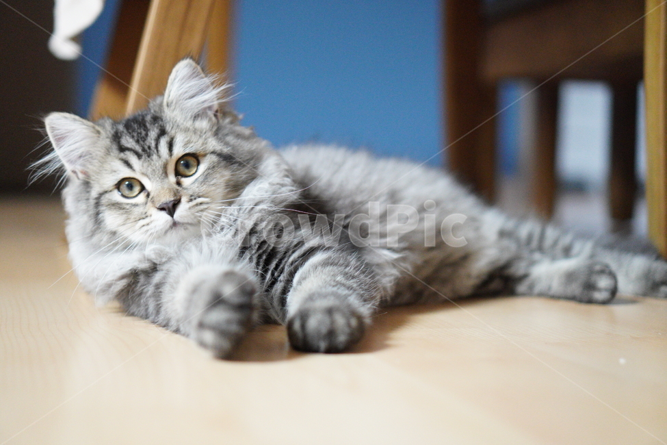 고양이,어린고양이,귀여운고양이,페르시안고양이,냥이,야옹이,반려묘,cat,cutecat,동물,animal,포유류,mammal,고양이,cat,kitten,kitty