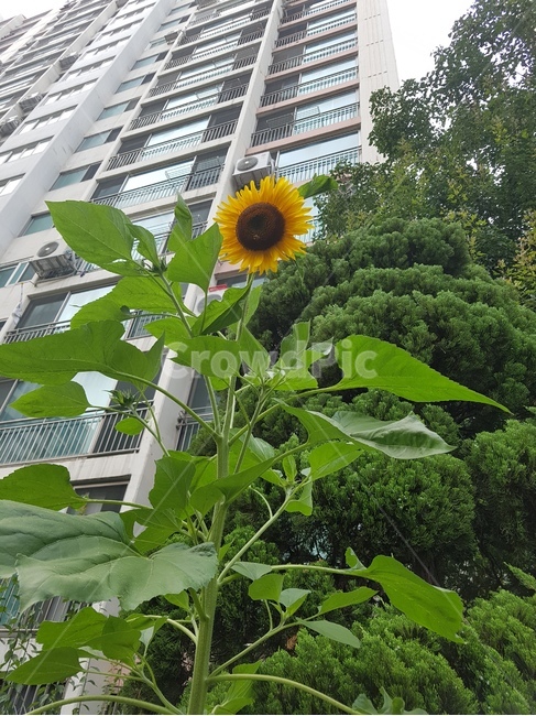 정원,해바라기,자라다,나뭇잎,식물