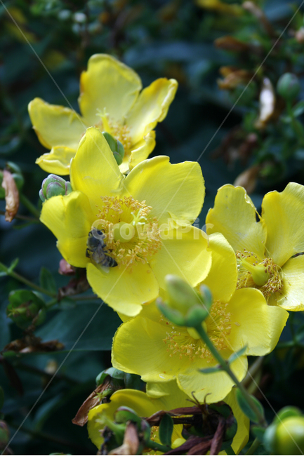 물레나물,식물,flower,plants,nature,꽃,꽃봉오리,꽃밭,벌,식물,자연,plants,nature,꽃,flower