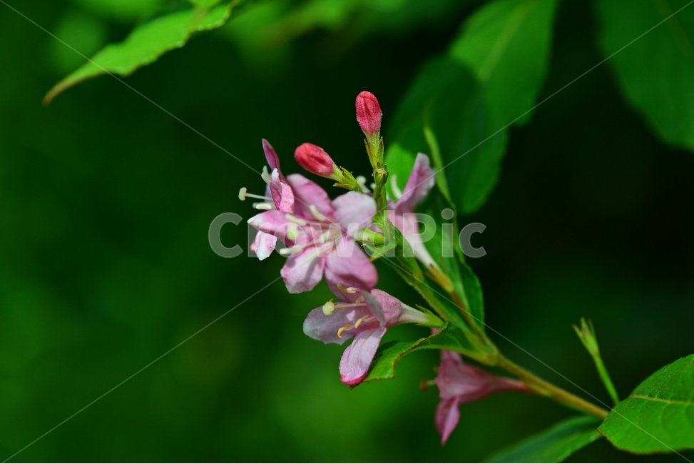 plant,식물,blossom,flower,꽃,붉은병꽃나무