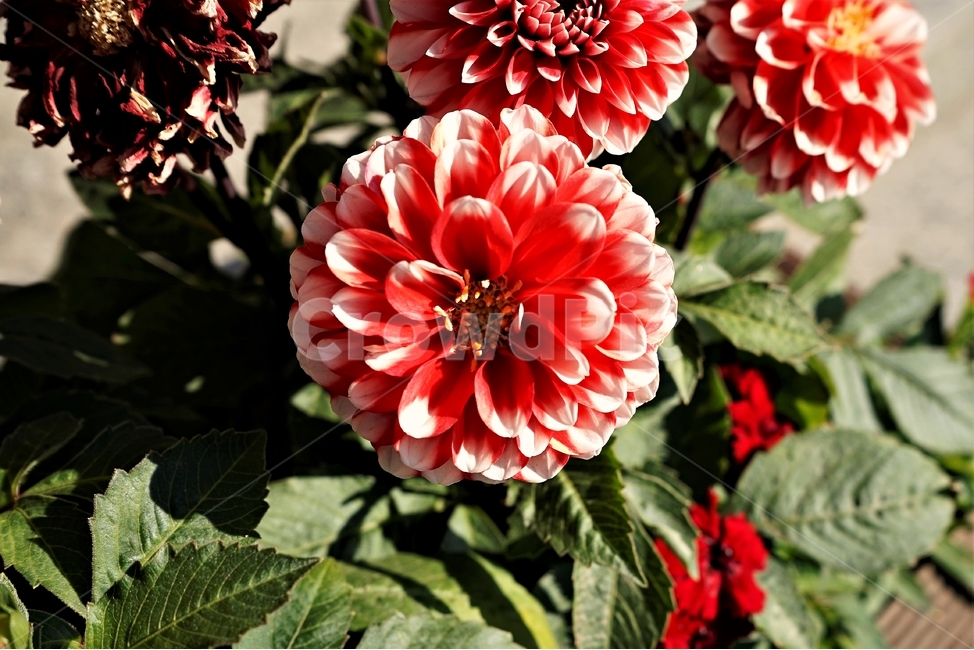봄,정원,가드닝,원예,원예식물,화려,식물,꽃,garden,scent,healing,bloom,colorful,floral,flower,gardenflowers,happymind,life,nature,plant,spring