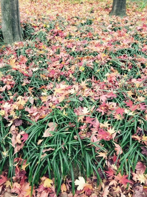 단풍,알록달록,가을,낙엽,거친,풀,식물,바닥,배경화면,초록,식물,자연,plants,nature,가을,계절,fall,autumn,season,plant