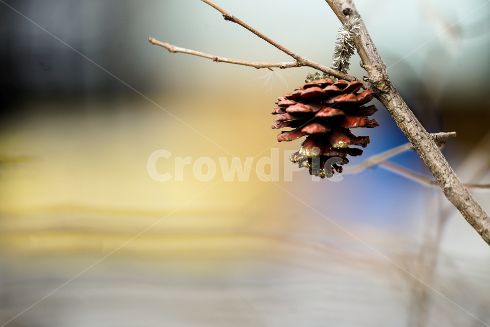 tree,나무,plant,식물,구과식물,conifer