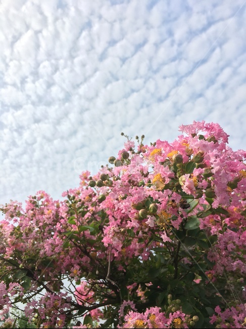꽃,식물,나무,분홍색꽃,백일홍나무,배롱나무,식물,자연,plants,nature,꽃,flower