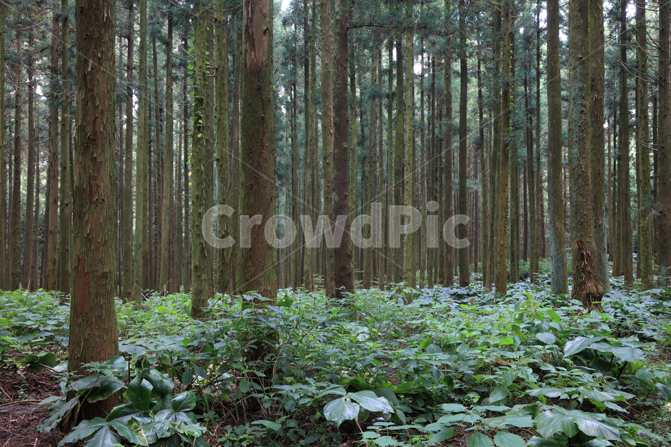 사려니숲,사려니숲길,사려니,샤이니,샤이니숲,샤이니숲길,숲길,숲,숲속,수풀,길,나무,나무숲,삼나무,삼나무숲,피톤치드,공기,건강,깨끗한,환경,자연,풍경,명소,야외,실외,녹색,그린,식물,제주,제주도,한국,자연,풍경,nature,landscape