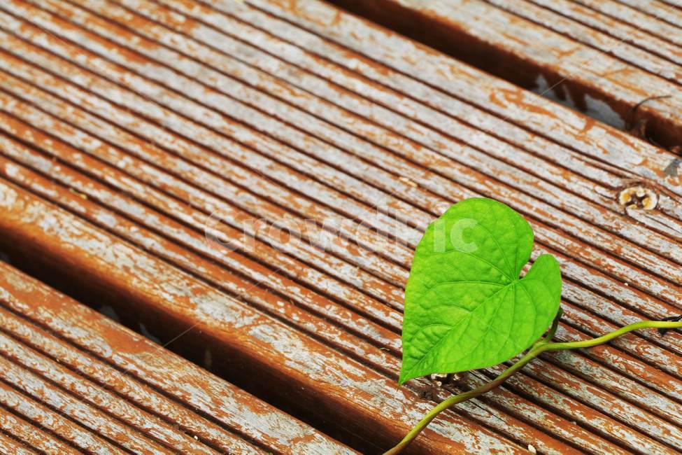 나뭇잎,덩쿨,타일,하트,줄기,식물,자연,plants,nature