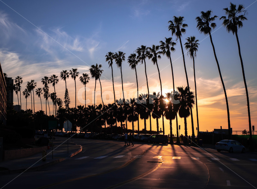 palmtree,야자수,arecaceae,tree,나무,plant,식물,road,도로,해질녘,자연,풍경,nature,landscape